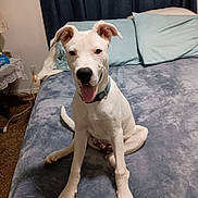 Domino joined the competition — help win amazing prizes! dog, white_dog, bed, bedroom, pillow, happy, tongue_out, collar, carpet, curtain, furniture, indoor, pet, canine, sitting, ears_up, smiling, home, cozy, cute