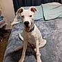 dog, white_dog, bed, bedroom, pillow, happy, tongue_out, collar, carpet, curtain, furniture, indoor, pet, canine, sitting, ears_up, smiling, home, cozy, cute