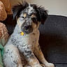 Moses joined the competition — help win amazing prizes! adorable, animal, black_and_white, blue_eyes, brown, collar, couch, cute, dog, fluffy, home, indoors, paws, pet, portrait, puppy, sitting, speckled, teddy_bear, yellow_tag