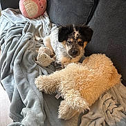 Moses joined the competition — help win amazing prizes! animal, black_white_brown, blanket, couch, cozy, cuddling, cute, dog, fluffy, furniture, home, indoors, lying_down, pet, plush_toy, portrait, puppy, relaxed, sitting, stuffed_animal