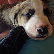 Waylon joined the competition — help win amazing prizes! blanket, close_up, cozy, dog, fur, human_hand, indoor, muzzle, nose, paw, pet, pillow, portrait, puppy, relaxed, sleeping, snout, sock, soft_texture, whiskers
