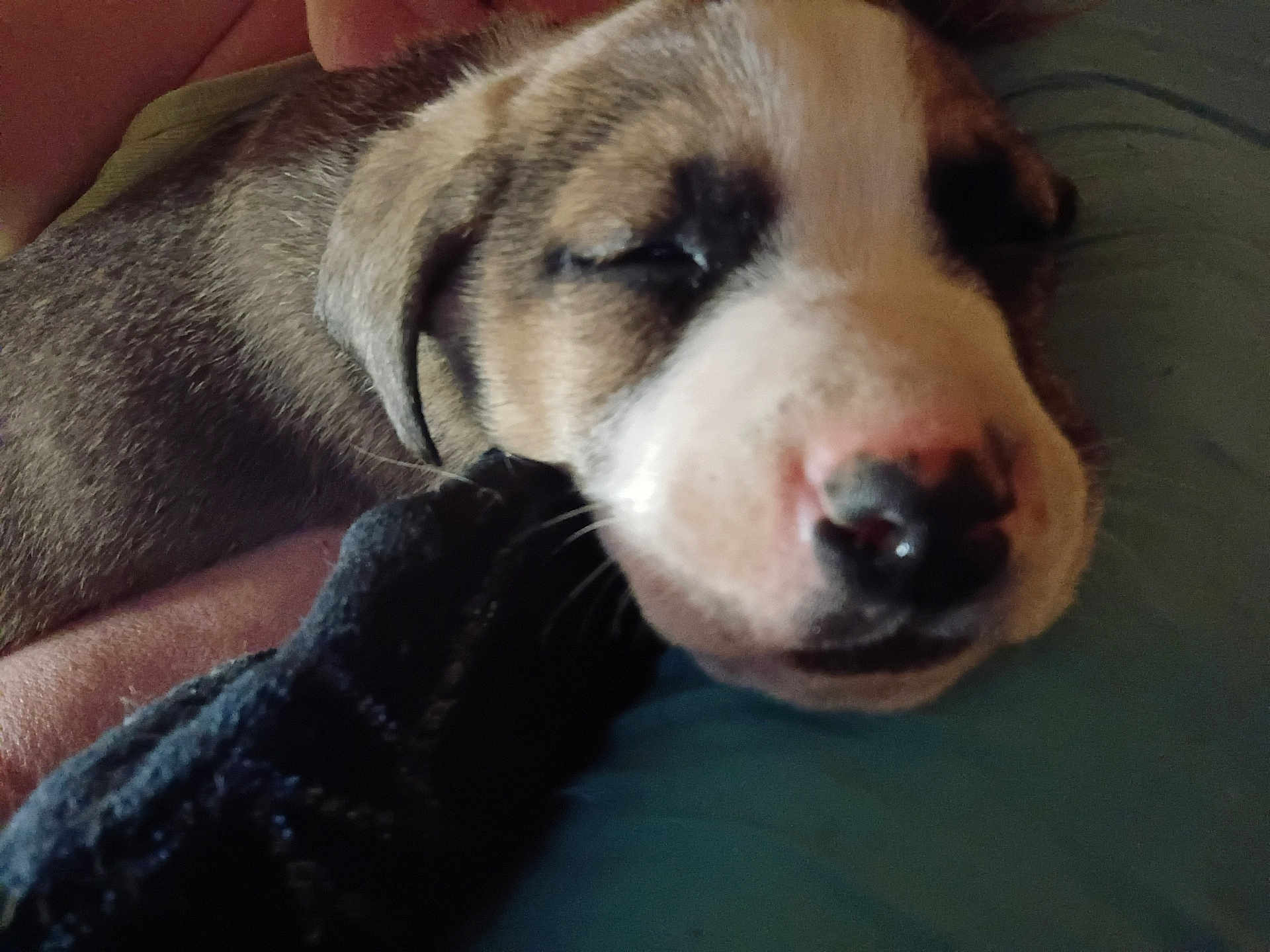 Waylon joined the competition — help win amazing prizes! blanket, close_up, cozy, dog, fur, human_hand, indoor, muzzle, nose, paw, pet, pillow, portrait, puppy, relaxed, sleeping, snout, sock, soft_texture, whiskers