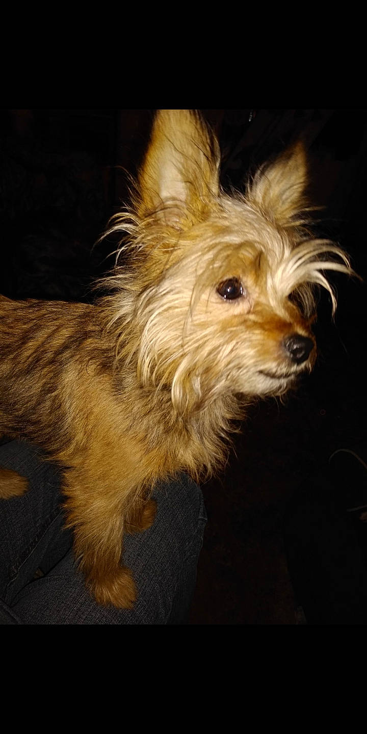 Grizz joined the competition — help win amazing prizes! australian_terrier, biewer_terrier, canidae, carnivore, companion_dog, dog, dog_breed, ear, fawn, fur, liver, small_terrier, snout, sporting_group, terrestrial_animal, terrier, toy_dog, water_dog, working_animal, yorkipoo