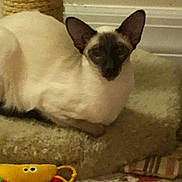 Kissy is registered to the contest to win money with this photo: animal, carpet, cat, cozy, cute, domestic_animal, ears, feline, furniture, furry, home, indoor, pet_bed, relaxing, resting, siamese_cat, sleepy, soft, toy, whiskers