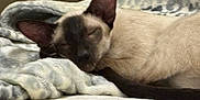 Kissy is registered to the contest to win money with this photo: animal, bed, blanket, cat, closeup, comfort, cozy, cute, ears, feline, fur, indoor, nap, pet, quiet, relaxation, resting, siamese_cat, sleeping, soft