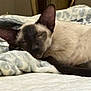 animal, bed, blanket, cat, closeup, comfort, cozy, cute, ears, feline, fur, indoor, nap, pet, quiet, relaxation, resting, siamese_cat, sleeping, soft