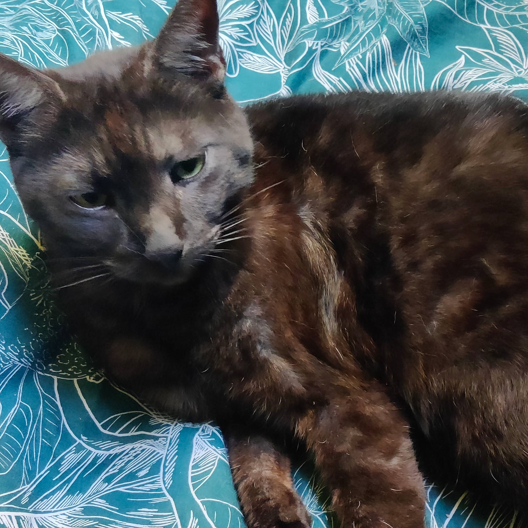 Chocolat participe au concours pour gagner de l'argent avec cette photo : blue, carnivore, cat, cat_supply, claw, comfort, domestic_short_haired_cat, felidae, fur, organism, paw, pet_supply, sitting, small_to_medium_sized_cats, snout, tail, terrestrial_animal, whiskers