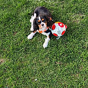 Ariel participe au concours pour gagner de l'argent avec cette photo : adorable, animal, collar, cute, daylight, dog, grass, greenery, looking_up, nature, outdoor, pet, playful, puppy, resting, soccer_ball, summer, toy, tricolor, young_dog