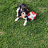 adorable, animal, collar, cute, daylight, dog, grass, greenery, looking_up, nature, outdoor, pet, playful, puppy, resting, soccer_ball, summer, toy, tricolor, young_dog