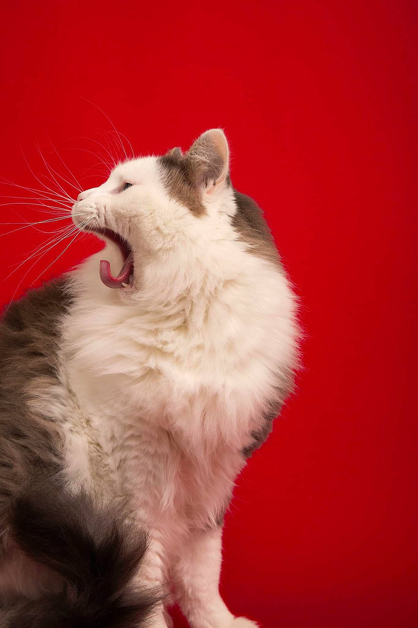 Pétrus a rejoint le concours — aidez-le/la à gagner de superbes lots ! balinese, british_longhair, carnivore, cat, cat_toy, claw, domestic_short_haired_cat, fang, felidae, fur, gesture, muroidea, paw, small_to_medium_sized_cats, snout, tail, whiskers, window, yawn