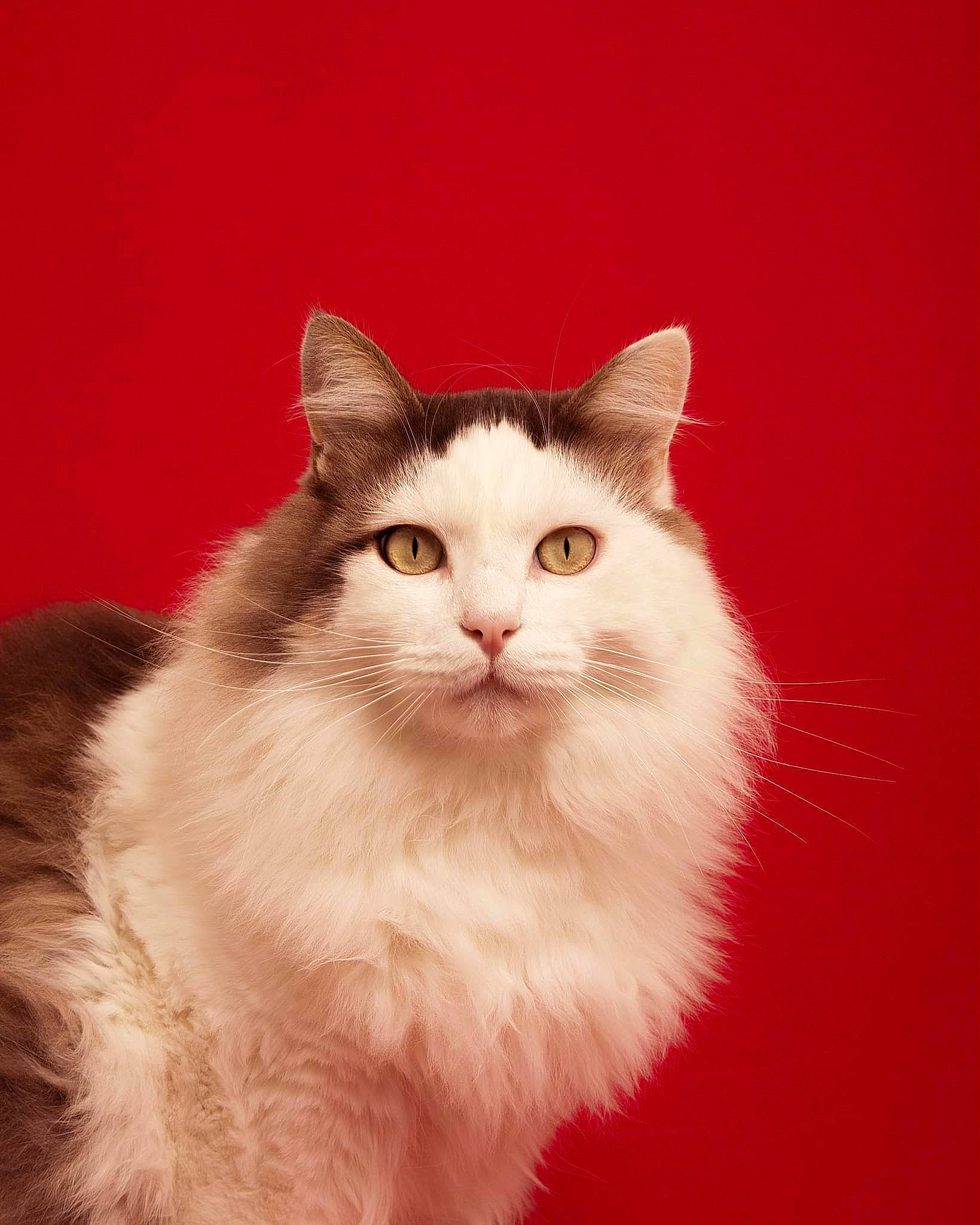 Pétrus a rejoint le concours — aidez-le/la à gagner de superbes lots ! art, carnivore, cat, eye, felidae, fur, iris, paw, small_to_medium_sized_cats, snout, tail, terrestrial_animal, whiskers, window