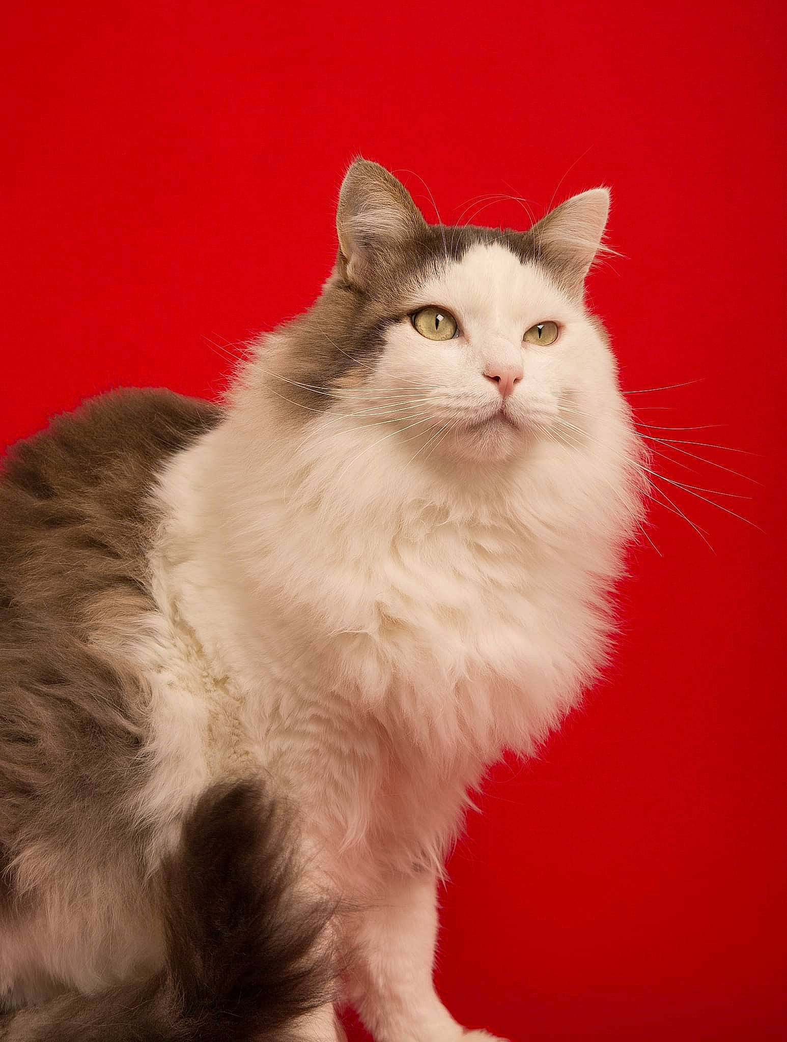 Pétrus a rejoint le concours — aidez-le/la à gagner de superbes lots ! british_longhair, carnivore, cat, event, felidae, fur, iris, paw, small_to_medium_sized_cats, snout, tail, terrestrial_animal, whiskers