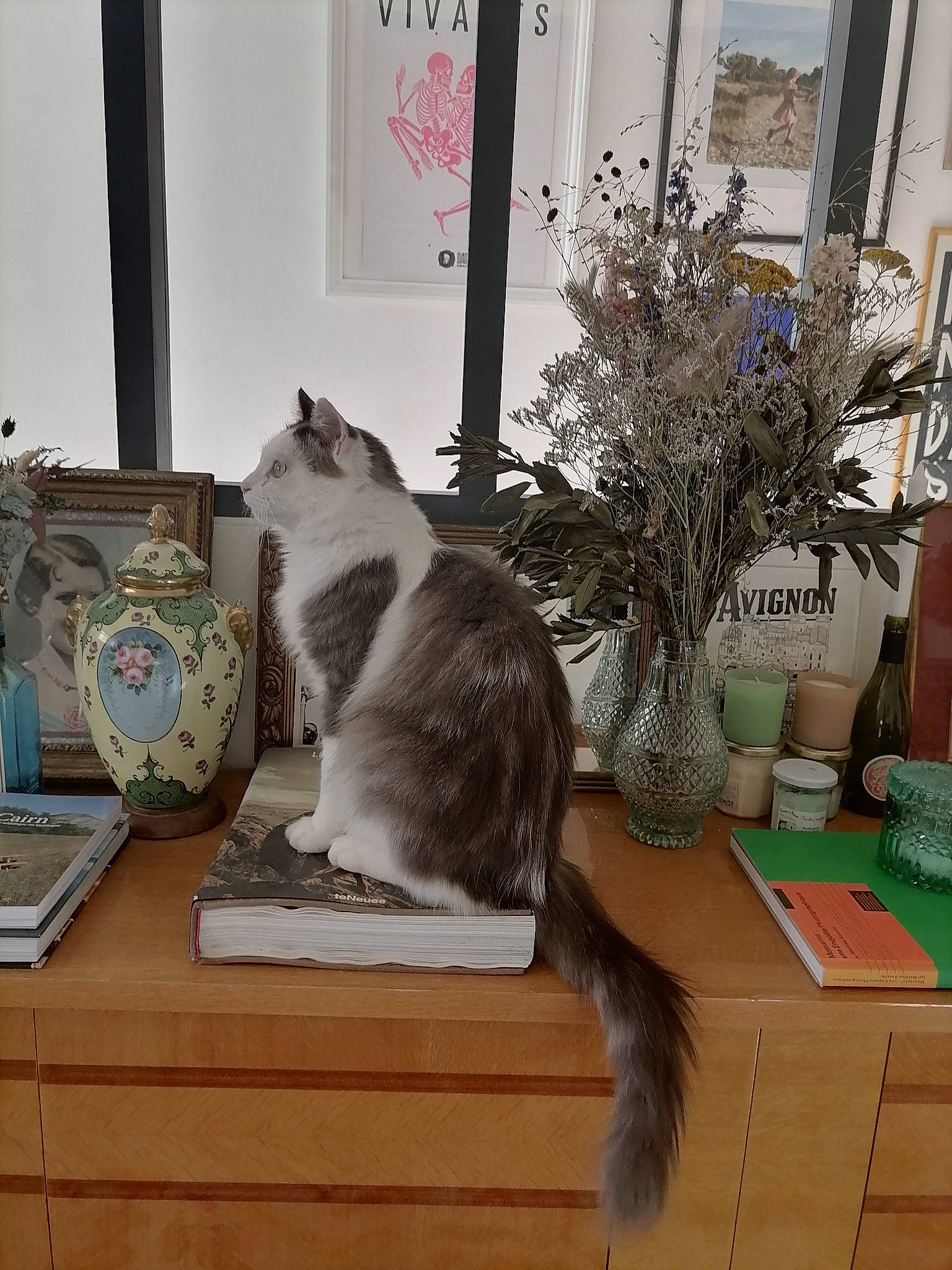 Pétrus participe au concours pour gagner de l'argent avec cette photo : carnivore, cat, comfort, domestic_short_haired_cat, felidae, flooring, flowerpot, grey, hardwood, houseplant, interior_design, living_room, plant, small_to_medium_sized_cats, table, tail, textile, whiskers, window, wood