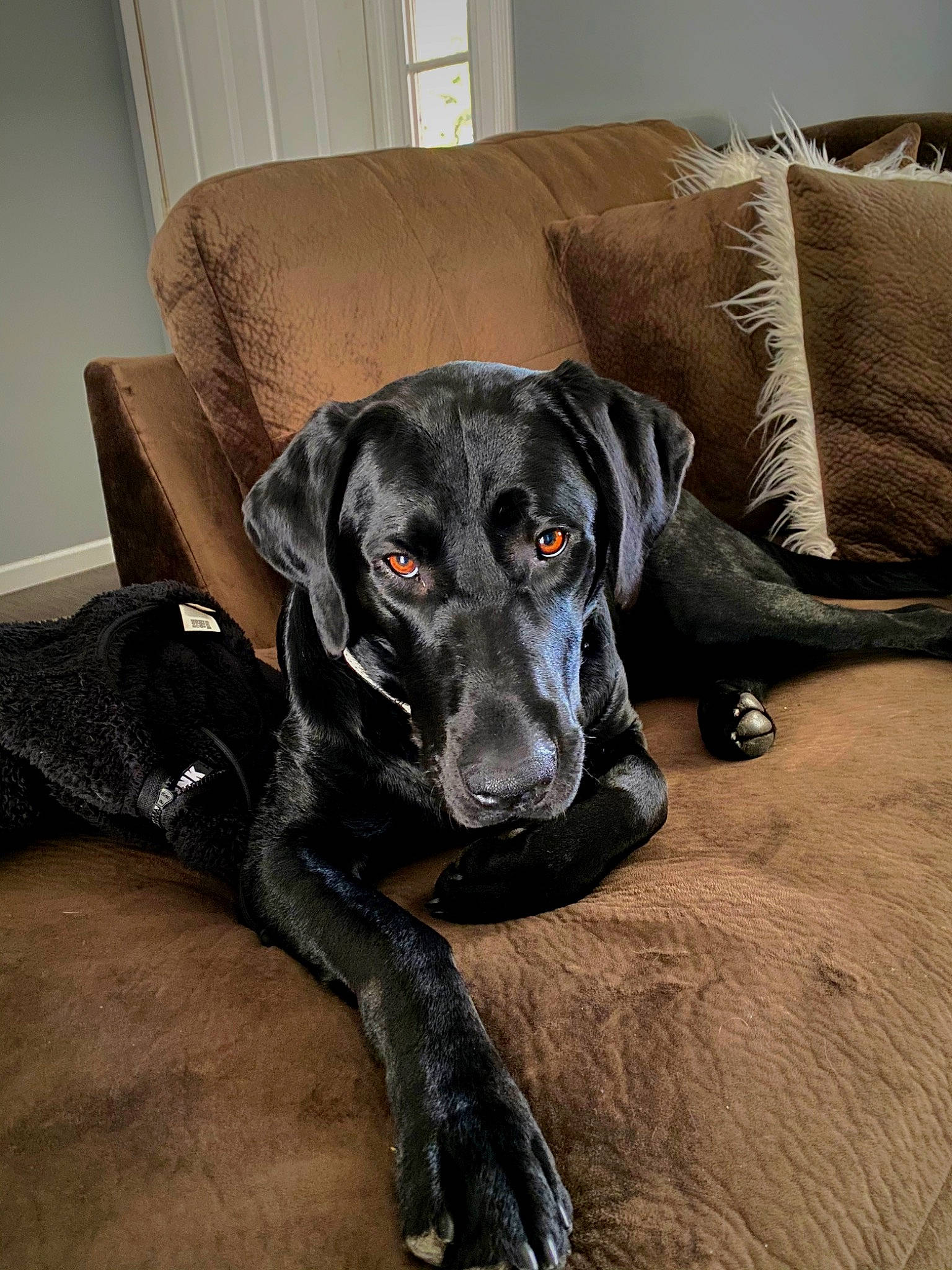 Grizzly joined the competition — help win amazing prizes! borador, carnivore, comfort, companion_dog, couch, dog, dog_breed, flooring, fur, guard_dog, gun_dog, hunting_dog, non_sporting_group, sporting_group, working_animal