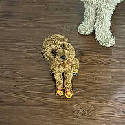 Lisha is registered to the contest to win money with this photo: dog, curly_hair, shoes, yellow, pink, flower, wooden_floor, pet, animal, cute, small_dog, footwear, indoors, flooring, brown, white_dog, companion, paws, playful, pets