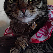 Chimina is registered to the contest to win money with this photo: cat, tabby, close_up, paws, collar, flower, pet, animal, indoor, resting, fur, whiskers, ears, cute, domestic, mammal, pink, white, fabric, cape