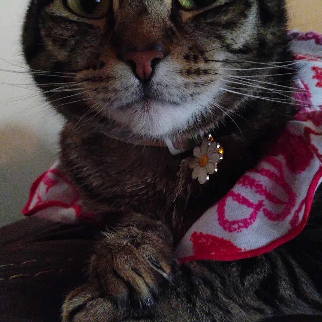 Chimina is registered to the contest to win money with this photo: animal, cape, cat, close_up, collar, cute, domestic, ears, fabric, flower, fur, indoor, mammal, paws, pet, pink, resting, tabby, whiskers, white