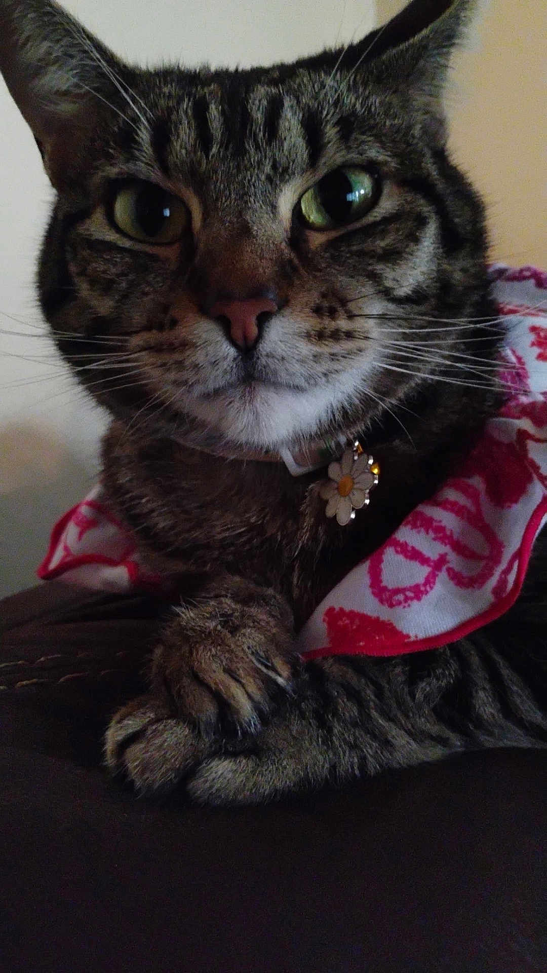 Chimina is registered to the contest to win money with this photo: cat, tabby, close_up, paws, collar, flower, pet, animal, indoor, resting, fur, whiskers, ears, cute, domestic, mammal, pink, white, fabric, cape