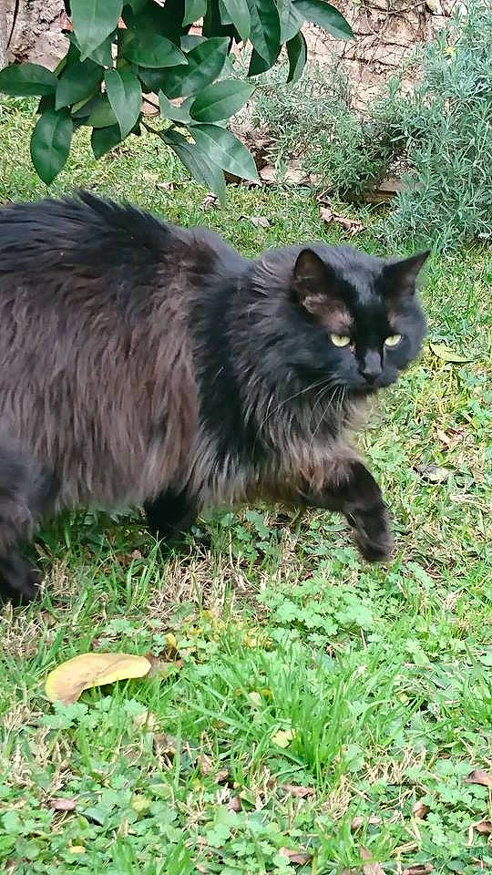 Mirko participe au concours pour gagner de l'argent avec cette photo : black_cat, bombay, canidae, carnivore, cat, dog_breed, fawn, felidae, fur, grass, groundcover, iris, plant, sitting, small_to_medium_sized_cats, snout, tail, terrestrial_animal, whiskers, wildlife