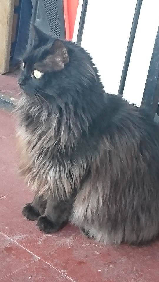 Mirko participe au concours pour gagner de l'argent avec cette photo : black_cat, british_longhair, carnivore, cat, felidae, flooring, fur, grey, road_surface, small_to_medium_sized_cats, tail, terrestrial_animal, whiskers, window