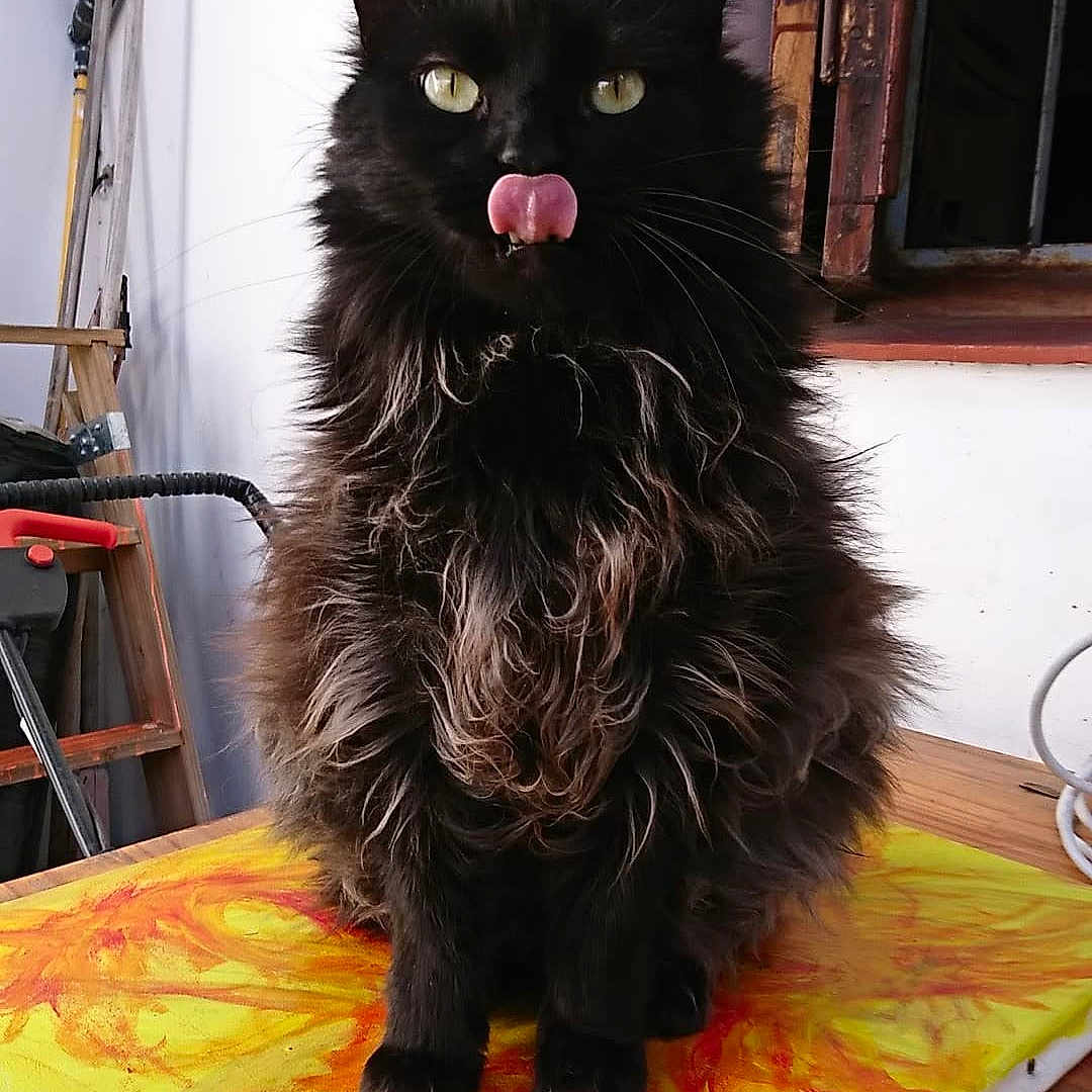 Mirko