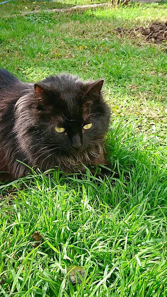 Mirko a rejoint le concours — aidez-le/la à gagner de superbes lots ! black_cat, bombay, carnivore, cat, domestic_short_haired_cat, felidae, fur, grass, grass_family, grassland, groundcover, lawn, pasture, plant, shrub, small_to_medium_sized_cats, snout, tail, terrestrial_animal, whiskers