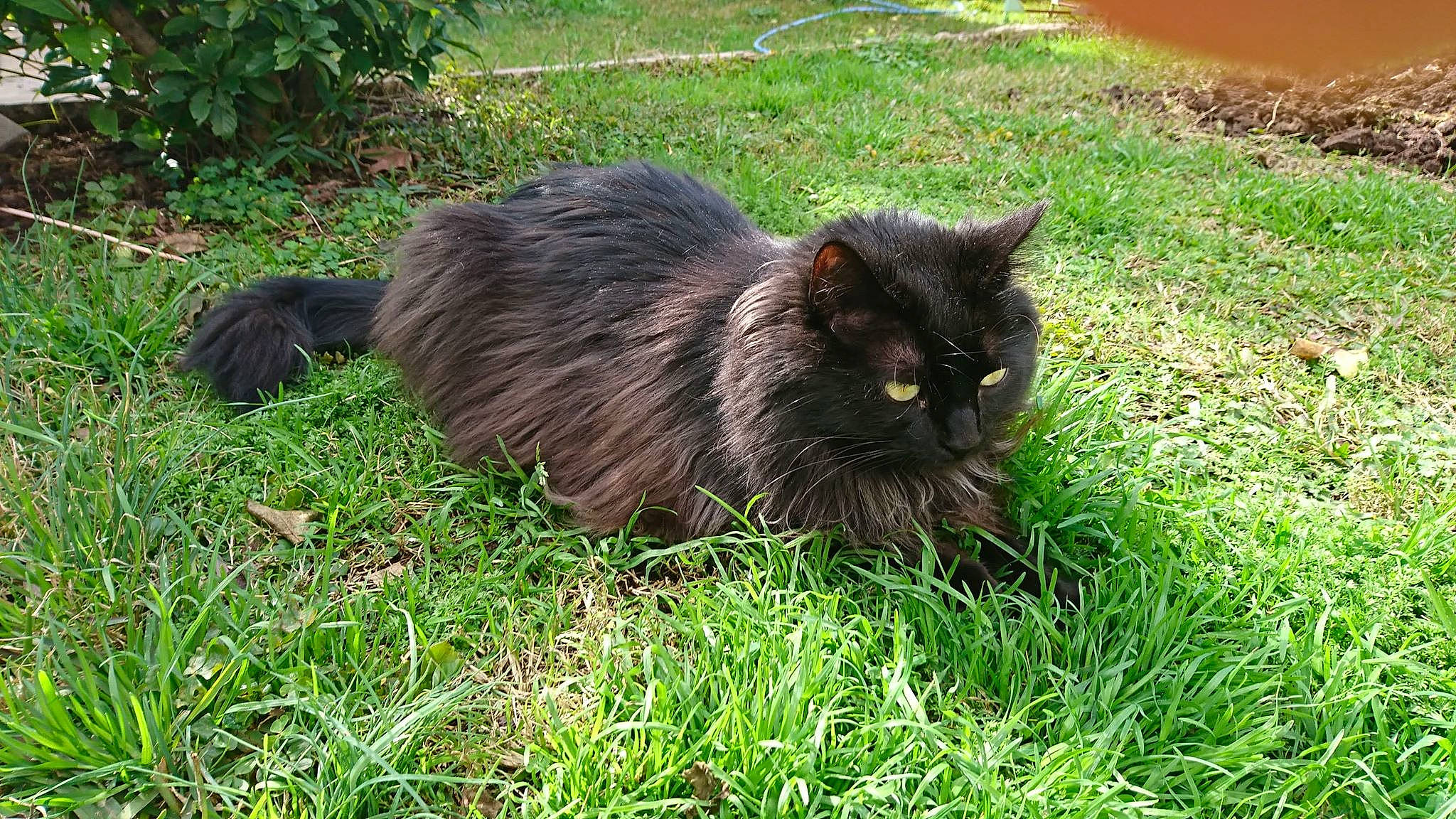 Mirko a rejoint le concours — aidez-le/la à gagner de superbes lots ! black_cat, bombay, carnivore, cat, domestic_short_haired_cat, felidae, fur, grass, grassland, groundcover, plant, shrub, small_to_medium_sized_cats, snout, tail, terrestrial_animal, whiskers