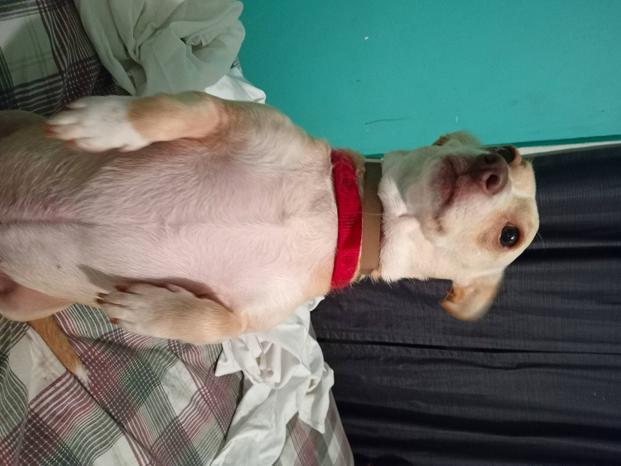 Dixie Doodle is registered to the contest to win money with this photo: canidae, carnivore, collar, comfort, companion_dog, dog, dog_breed, dog_collar, dog_supply, fawn, fur, pattern, pet_supply, plaid, snout, sporting_group, tail, tartan, whiskers, working_animal