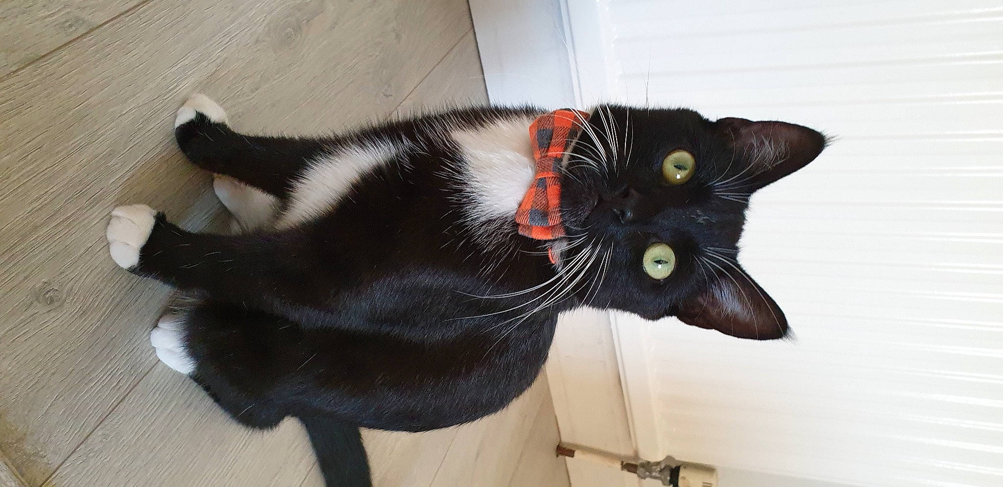 Frodo is registered to the contest to win money with this photo: asian, black, black_cat, bombay, carnivore, cat, domestic_short_haired_cat, ear, felidae, fur, havana_brown, small_to_medium_sized_cats, snout, tail, whiskers