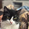 cat, black_and_white, yellow_eyes, close_up, portrait, whiskers, pet, feline, indoor, blanket, cozy, fur, relaxed, animal, cute, domestic, soft_focus, resting, pink_nose