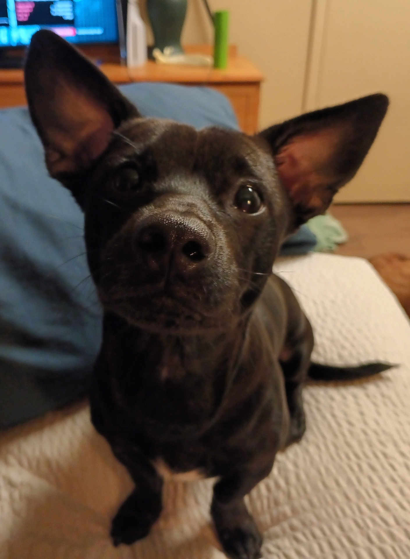 Tucker is registered to the contest to win money with this photo: dog, black_dog, pet, large_ears, indoor, bedroom, blanket, furniture, nightstand, closeup, animal, canine, curious, sitting, portrait, domestic, face, whiskers, fur, tail