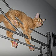 Frost joined the competition — help win amazing prizes! acrobatic, animal, balancing, cat, claws, climbing, closeup, curious, domestic_cat, feline, flash, glowing_eyes, home, indoor, metal_railing, orange_tabby, paws, pet, wall, whiskers