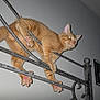 acrobatic, animal, balancing, cat, claws, climbing, closeup, curious, domestic_cat, feline, flash, glowing_eyes, home, indoor, metal_railing, orange_tabby, paws, pet, wall, whiskers