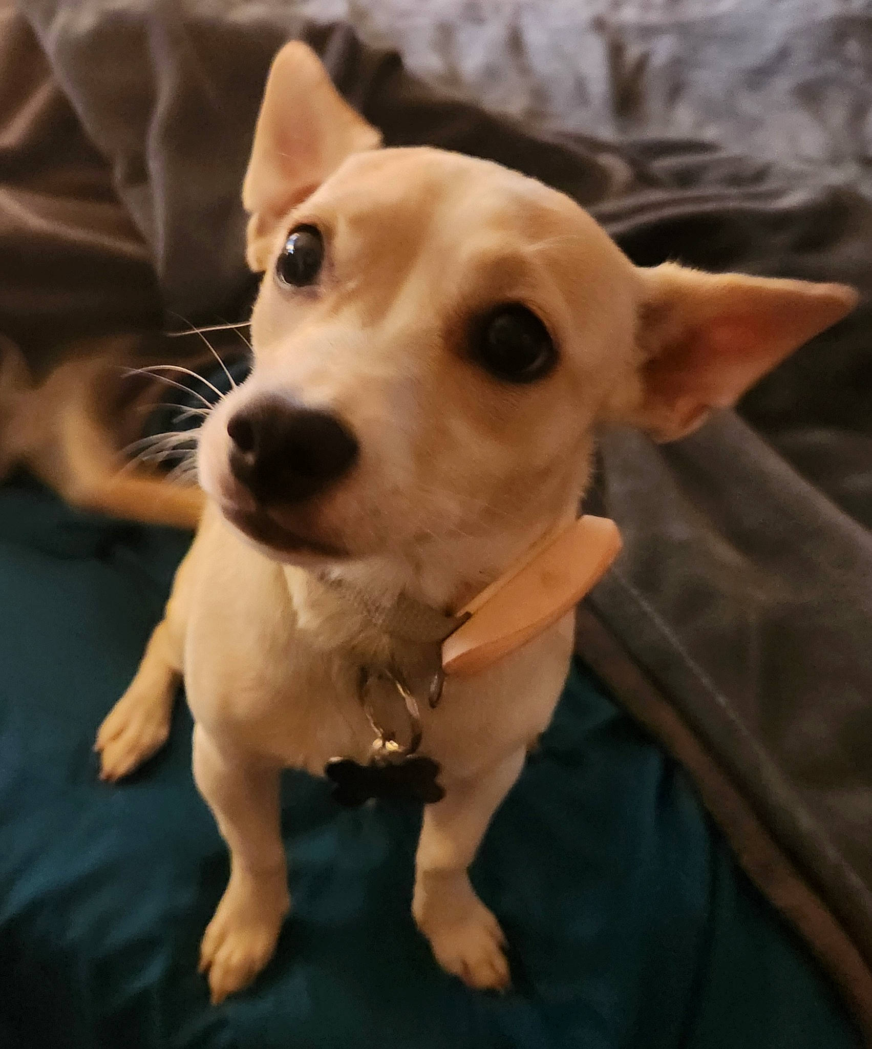 Korkie is registered to the contest to win money with this photo: ancient_dog_breeds, canidae, carnivore, collar, companion_dog, dog, dog_breed, dog_collar, ear, fawn, guard_dog, non_sporting_group, snout, sporting_group, toy_dog, whiskers, wood, working_animal