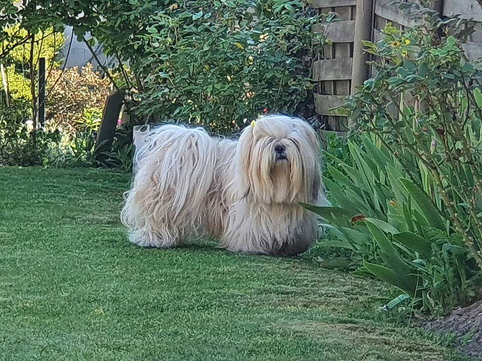 Noë participe au concours pour gagner de l'argent avec cette photo : canidae, carnivore, companion_dog, dog, dog_breed, fence, giant_dog_breed, grass, groundcover, non_sporting_group, perennial_plant, plant, sedge_family, shrub, south_russian_ovcharka, sporting_group, tail, terrestrial_animal, terrestrial_plant, working_animal