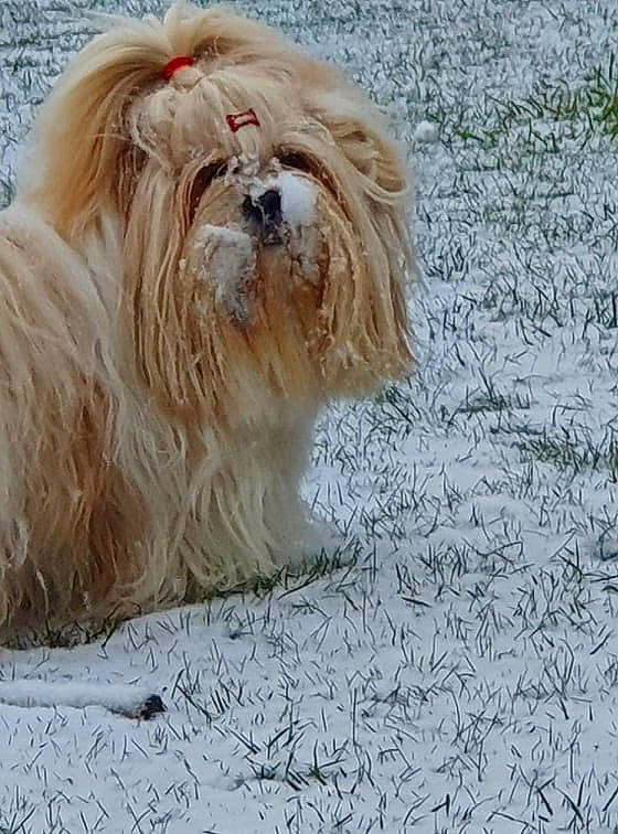 Noë participe au concours pour gagner de l'argent avec cette photo : ancient_dog_breeds, canidae, carnivore, companion_dog, dog, dog_breed, fawn, fur, liver, mal_shi, maltepoo, non_sporting_group, shih_tzu, small_terrier, snout, sporting_group, terrestrial_animal, terrier, toy_dog, working_animal