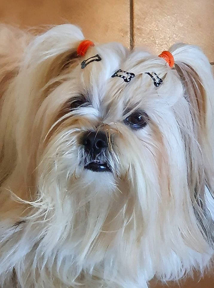 Noë a rejoint le concours — aidez-le/la à gagner de superbes lots ! biewer_terrier, canidae, carnivore, companion_dog, dog, dog_breed, dog_supply, fashion_accessory, fawn, fur, hair, liver, maltepoo, natural_material, small_terrier, snout, sporting_group, terrier, toy_dog, working_animal