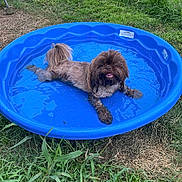 Chewbacca joined the competition — help win amazing prizes! animal, backyard, brown_fur, chain_link_fence, dog, fluffy, grass, happy, kiddie_pool, lying_down, open_mouth, outdoor, pet, pool, shaggy_dog, sitting, small_dog, summer, water, wet_dog