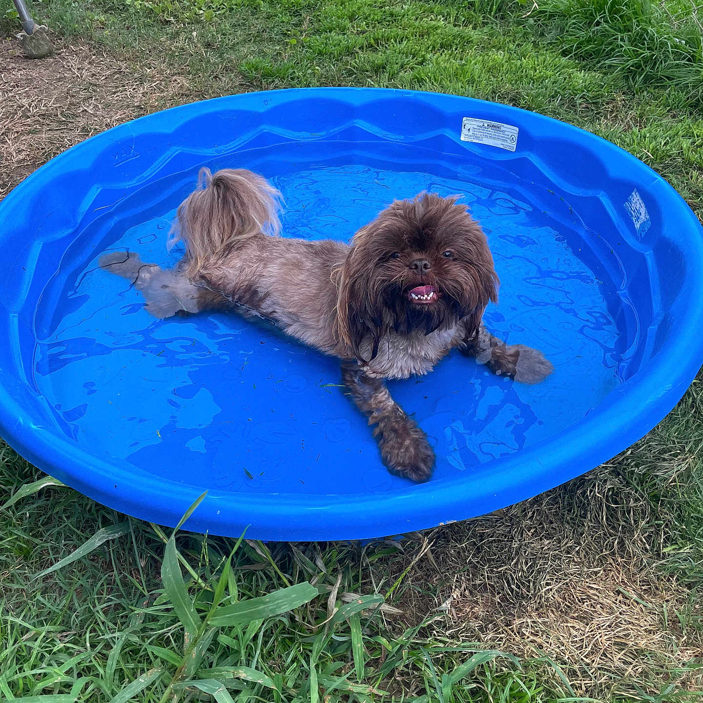Chewbacca