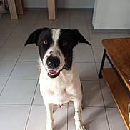 Patoche a rejoint le concours — aidez-le/la à gagner de superbes lots ! dog, black_and_white, indoor, tile_floor, pet, happy, sitting, canine, animal, looking_up, fur, ears, snout, mouth_open, eyes, four_legs, tail_not_visible, wooden_table, bench, home_interior