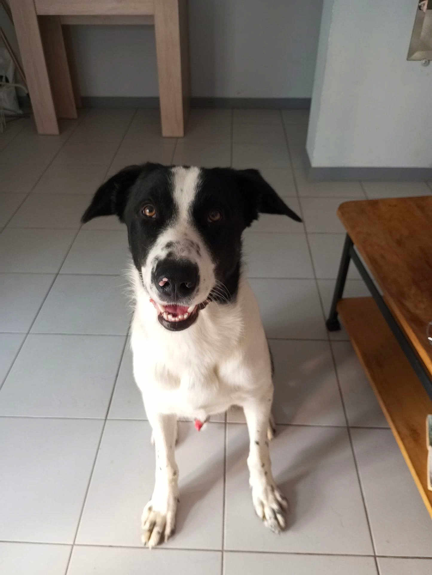 Patoche a rejoint le concours — aidez-le/la à gagner de superbes lots ! dog, black_and_white, indoor, tile_floor, pet, happy, sitting, canine, animal, looking_up, fur, ears, snout, mouth_open, eyes, four_legs, tail_not_visible, wooden_table, bench, home_interior
