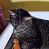 Sir Westley joined the competition — help win amazing prizes! cat, tabby_cat, sleeping, resting, pet, feline, whiskers, striped_fur, closed_eyes, ears, nose, indoor, cozy, cushion, fox_pattern, colorful, white_railing, furniture, portrait, relaxed