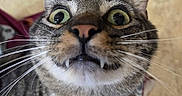 Sir Westley joined the competition — help win amazing prizes! cat, tabby_cat, pet, animal, close_up, portrait, green_eyes, wide_eyes, whiskers, nose, ears, fur, striped_fur, white_chest, feline, indoors, funny_expression, staring, photography, cute