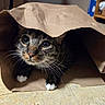 Sir Westley is registered to the contest to win money with this photo: cat, tabby_cat, pet, animal, feline, green_eyes, whiskers, white_paws, paper_bag, hiding, indoors, living_room, floor, curious, wide_eyed, portrait, close_up, fur, playful, cute