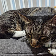Sir Westley joined the competition — help win amazing prizes! cat, tabby_cat, sleeping, sleepy, pet, animal, feline, striped_fur, white_paws, whiskers, ears, closed_eyes, couch, sofa, gray_fabric, indoor, home, cozy, relaxed, close_up