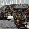 cat, tabby_cat, sleeping, sleepy, pet, animal, feline, striped_fur, white_paws, whiskers, ears, closed_eyes, couch, sofa, gray_fabric, indoor, home, cozy, relaxed, close_up