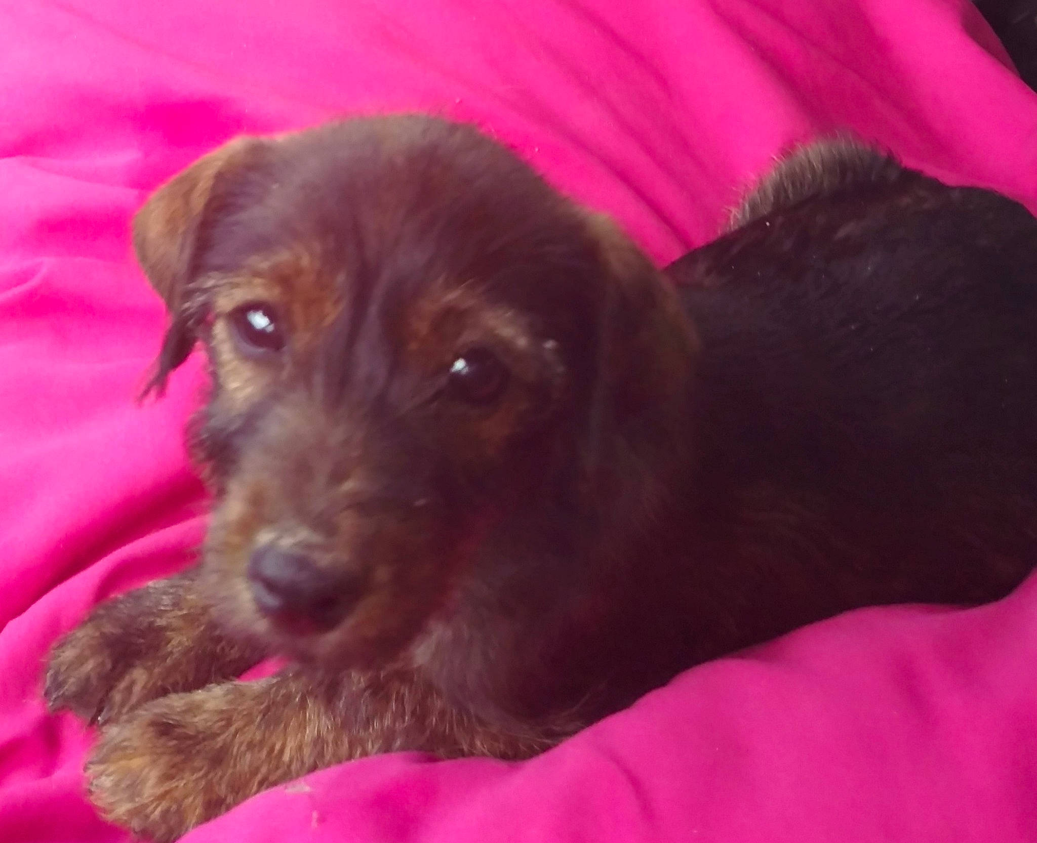 Cubby joined the competition — help win amazing prizes! beagador, canidae, carnivore, companion_dog, dog, dog_breed, flat_coated_retriever, labrador_retriever, liver, mammal, patterdale_terrier, pink, pudelpointer, puppy, rare_breed_dog, snout, sporting_group, vertebrate