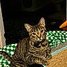Olive joined the competition — help win amazing prizes! cat, tabby, pet, indoor, blanket, scratching_pad, feline, curious, animal, domestic, fur, whiskers, collar, green, white, pattern, resting, cute, paw, cozy
