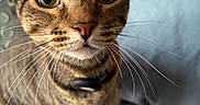 Olive is registered to the contest to win money with this photo: cat, tabby, whiskers, green_eyes, close_up, pet, indoor, bed, collar, curious, feline, animal, fur, nose, ears, domestic, looking, portrait, soft_light, background