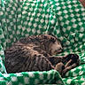 cat, tabby_cat, sleeping, curled_up, blanket, green, white, checkered_pattern, furry, cozy, indoor, resting, pet, animal, soft_texture, relaxing, cute, domestic_cat, feline, napping
